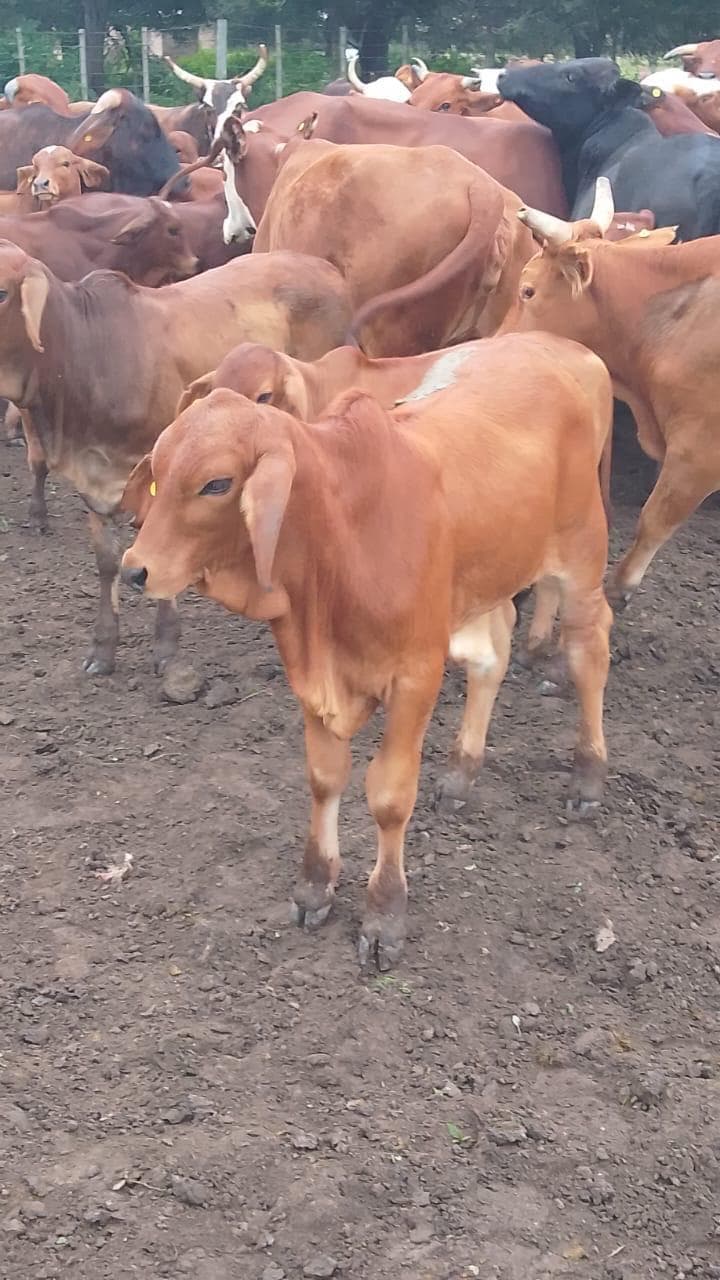 CAMPO EN FORMOSA | 43.000 HA | ESCALA GANADERA TOTAL - foto 1